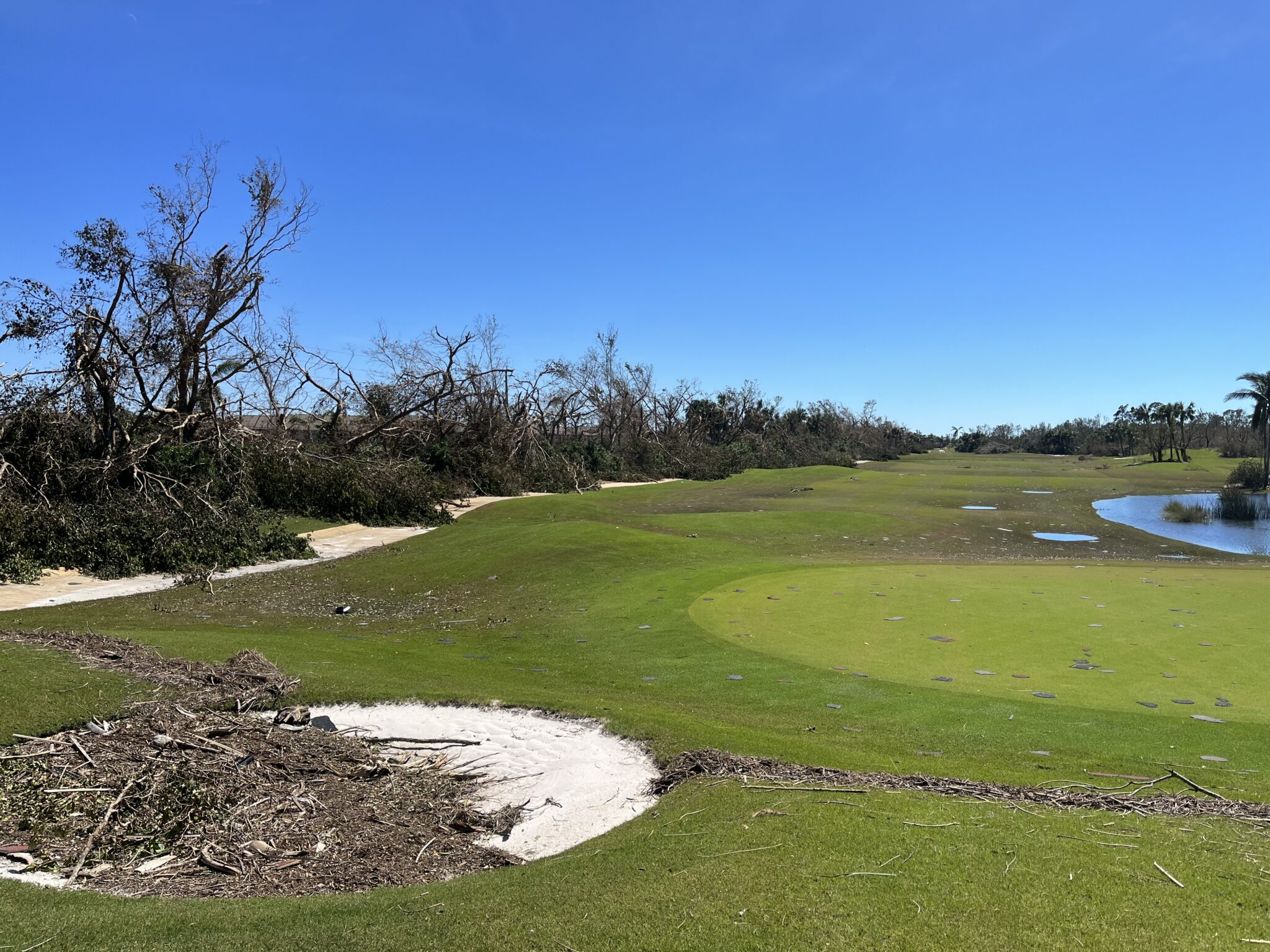 A Turfgrass Capable of Weathering the Storm