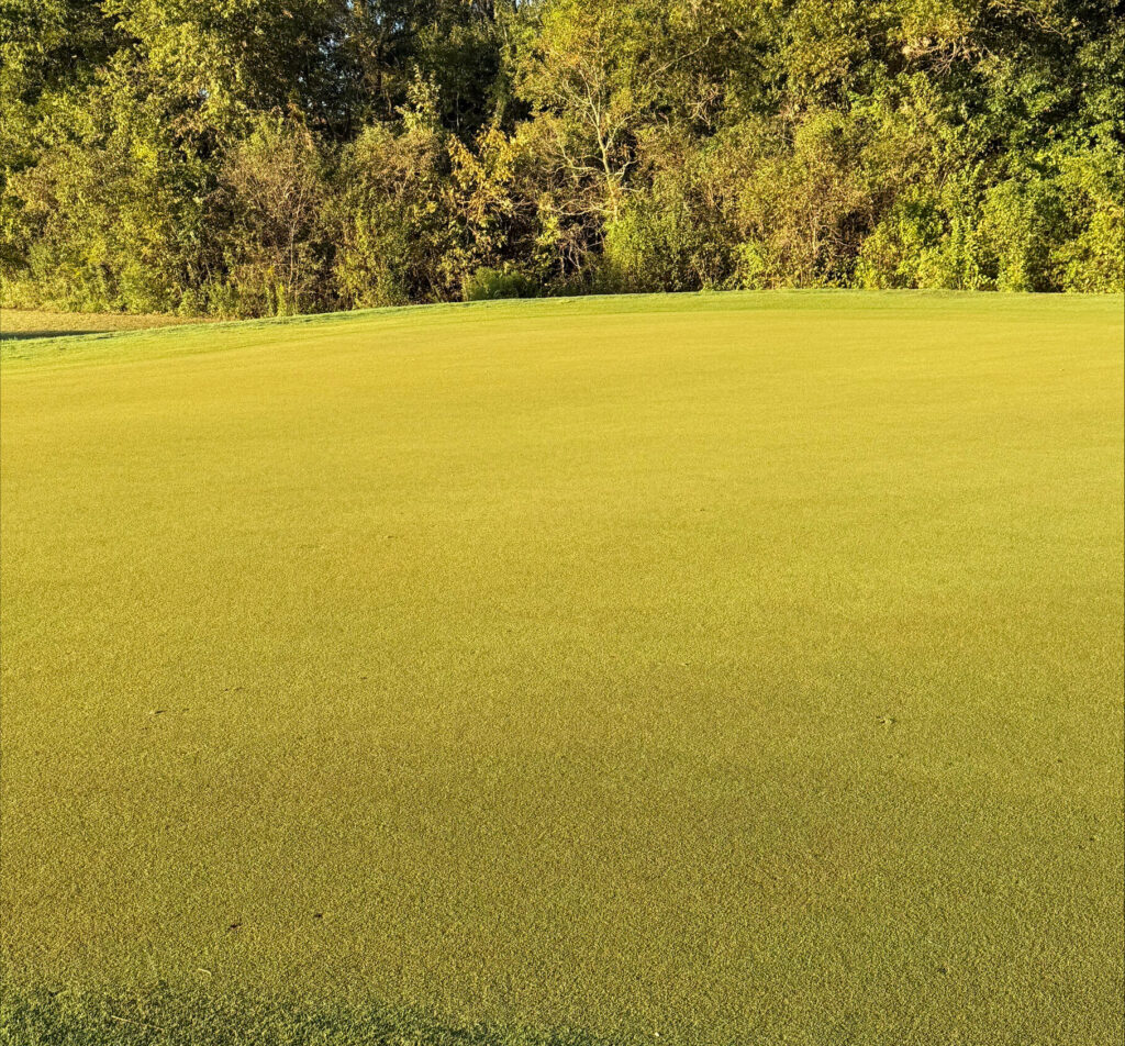 platinum-te-paspalum-greens.2