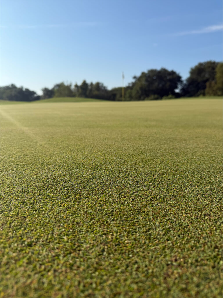 platinum-te-paspalum-greens.3
