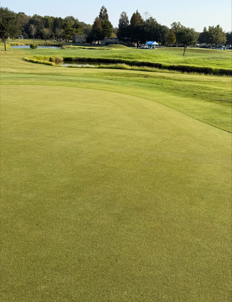 platinum-te-paspalum-greens.4